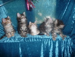 Die fünf Katzenjungen 9,5 Wochen alt.